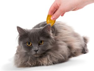 cat_fleatreament